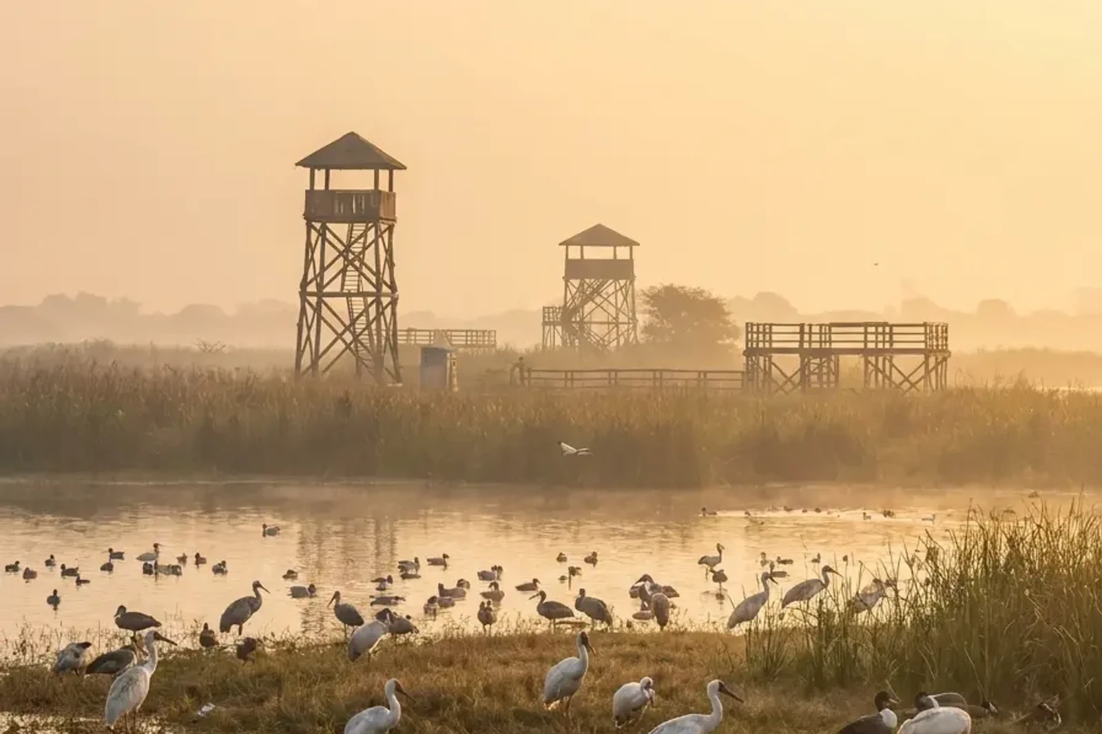 Sultanpur Bird Sanctuary, Gurgaon