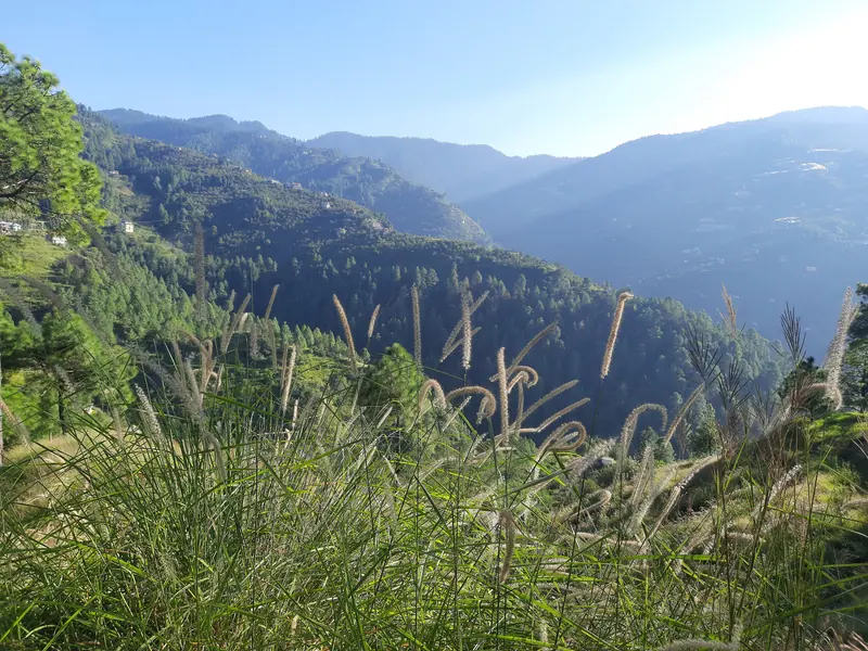 Shimla