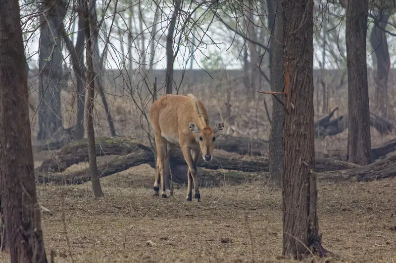 A nilgai in the woods at Sultanpur National Park