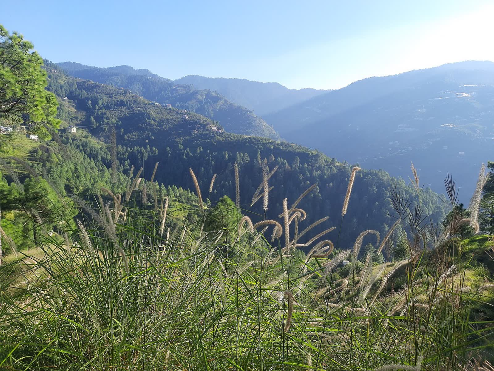 Shimla